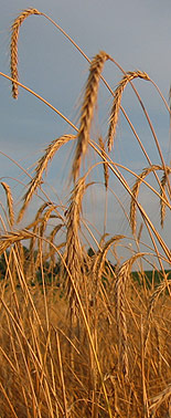Paul's Grains rye field, July 2006